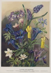 Flowers for Rockwork